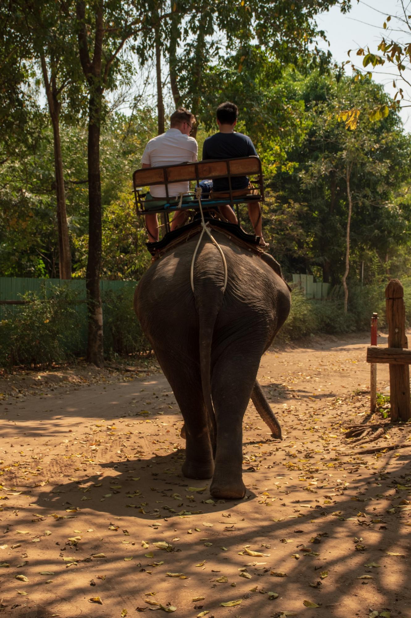 &quot;Спірне видовище&quot;. Що не так з використанням слонів для розваг туристів у Таїланді