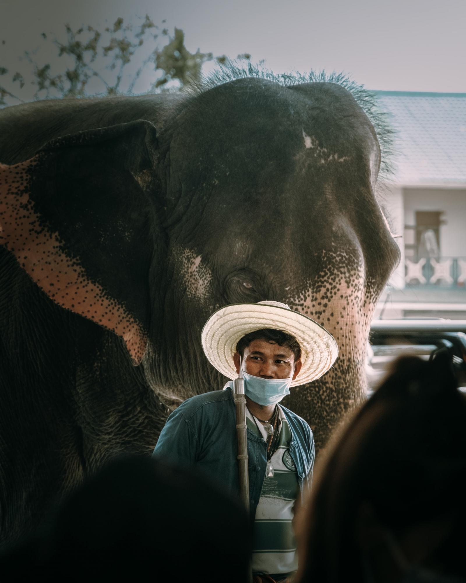 &quot;Спірне видовище&quot;. Що не так з використанням слонів для розваг туристів у Таїланді