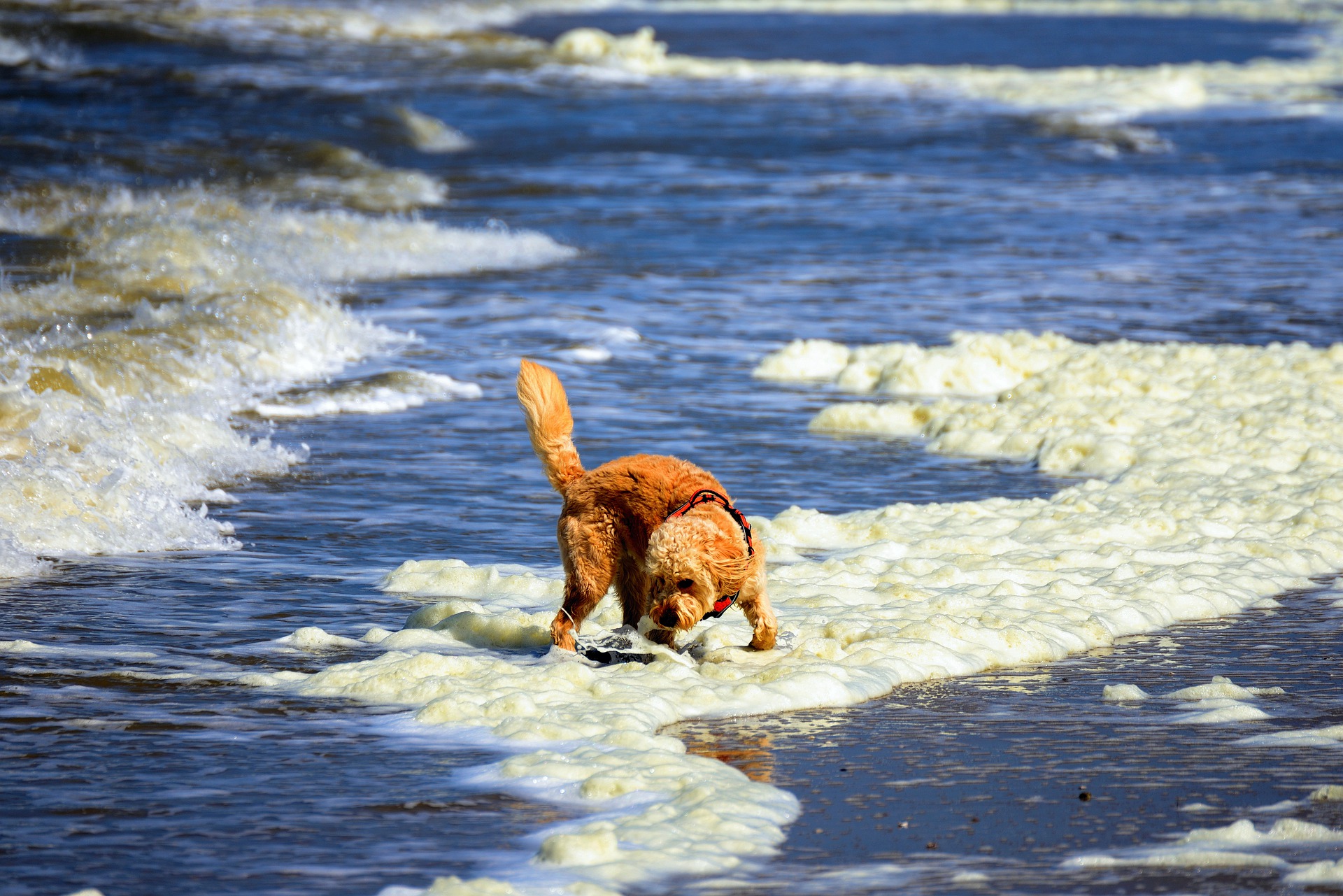 Игрушки, документы и вода. Восемь главных советов, как правильно путешествовать с домашними животными в самолете